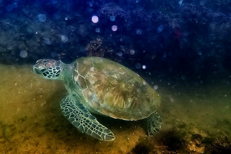 Tartaruga-marinha (Foto: Leonardo Merçon)