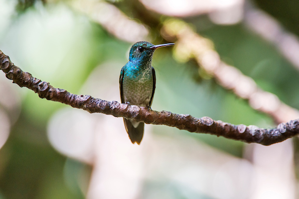 Beija-flor-de-banda-branca_(Amazilia_versicolor)_-_Versicolored_Emerald