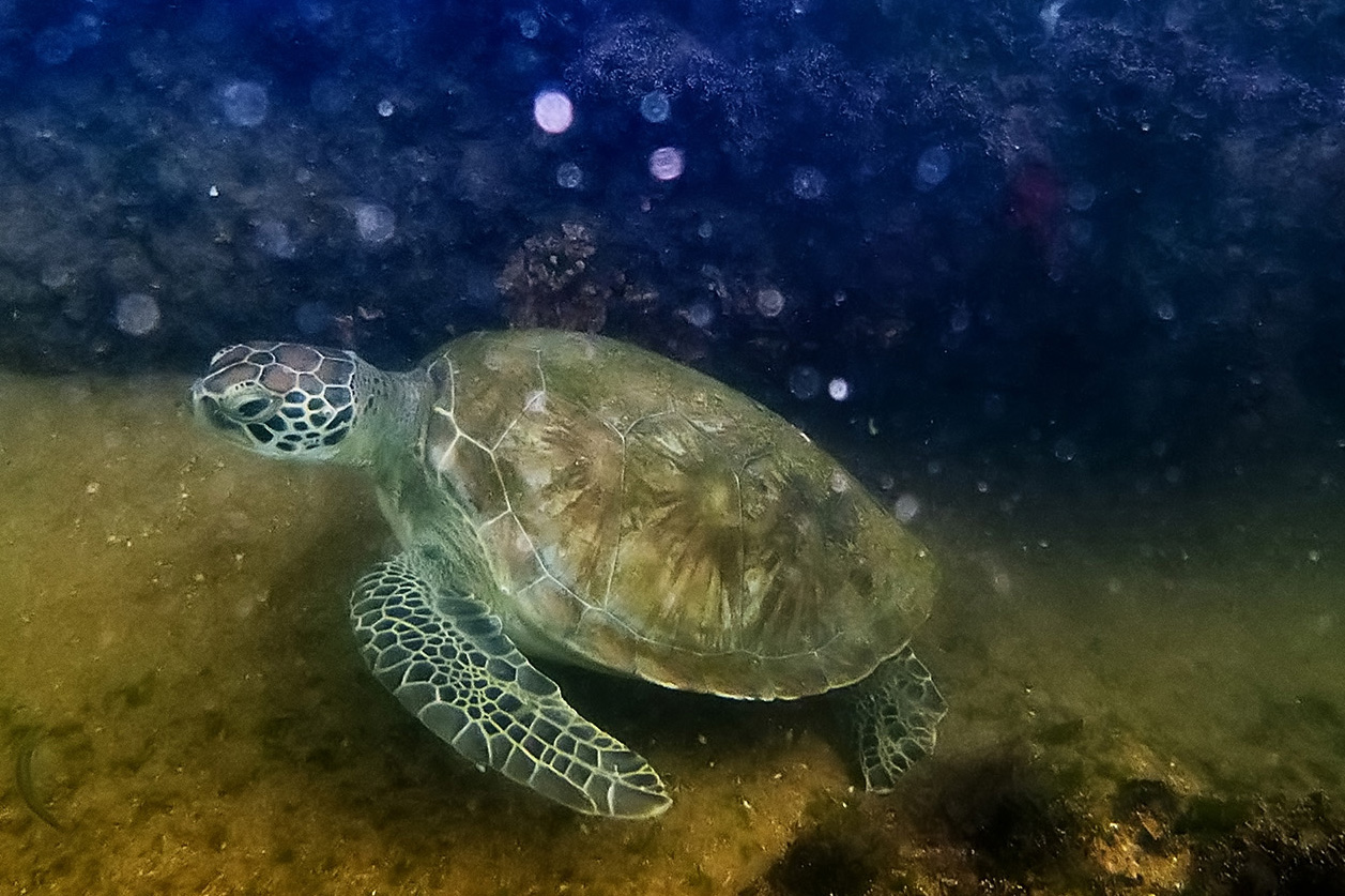 Tartaruga-marinha (Foto: Leonardo Merçon)
