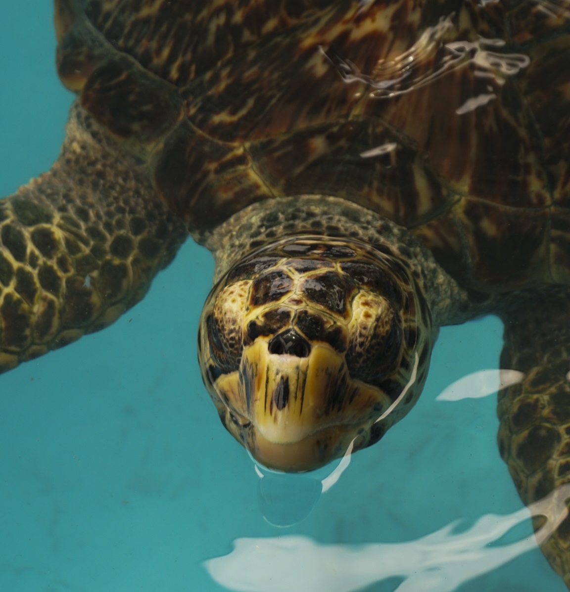 Tartaruga marinha no Projeto Tamar Vitória. Foto Kessye Barcellos-1